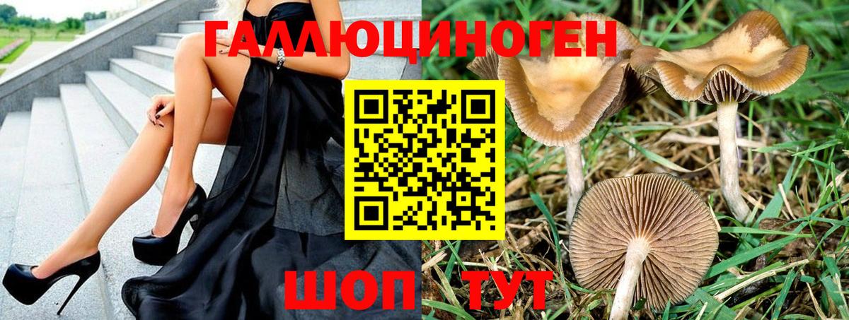 Псилоцибиновые грибы Psilocybe Новочеркасск